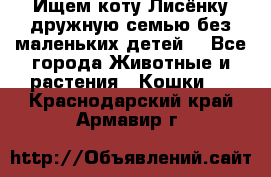 Ищем коту Лисёнку дружную семью без маленьких детей  - Все города Животные и растения » Кошки   . Краснодарский край,Армавир г.